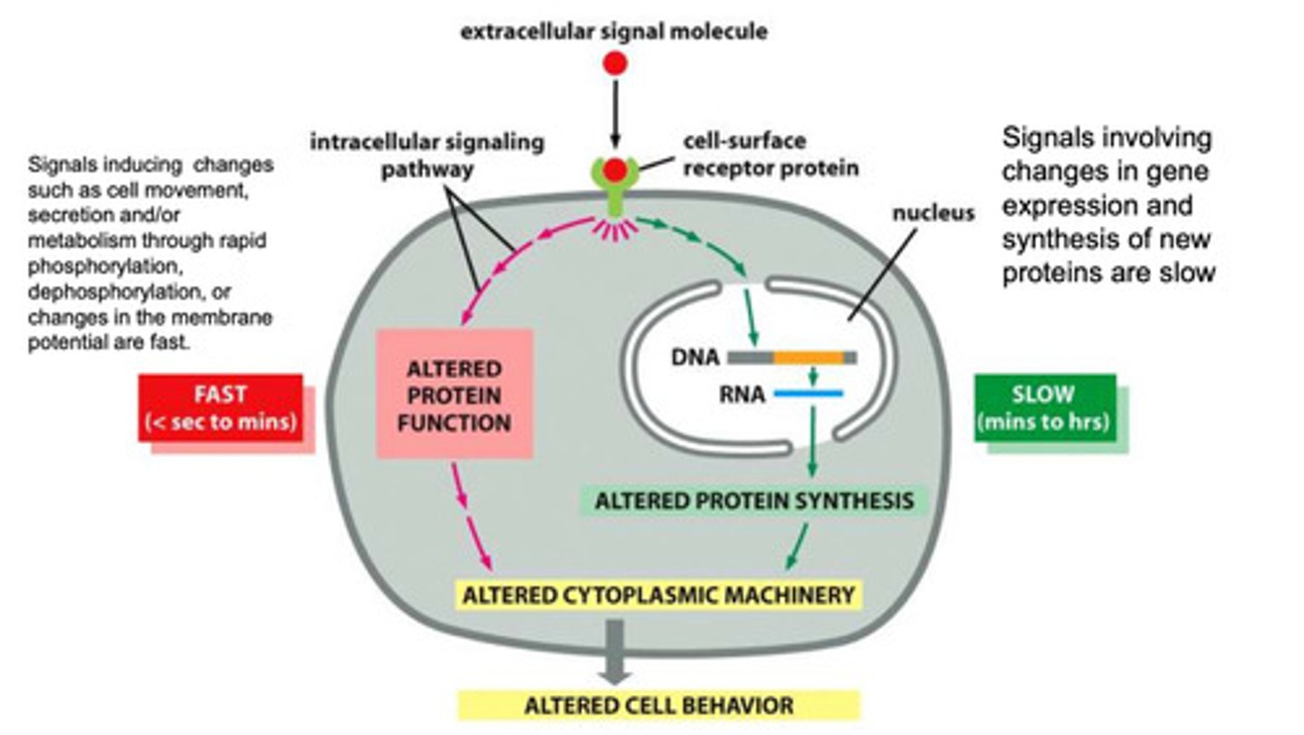 <p>- the extracellular signal binds</p><p>- the signal is sent within the cell</p><p>- the signal is transmitted into the nucleus where is binds a specific protein to activate transcription of a specific mRNA</p><p>- the pretense of the protein alters the cytoplasmic machinery of the cell, and the cell behavior changes</p>