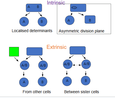 <ul><li><p>intrinsic: polar mother cells divide</p></li><li><p>extrinsic: daughters equal at birth but exposure to different env. signals = different fates&nbsp;</p></li></ul><p></p>