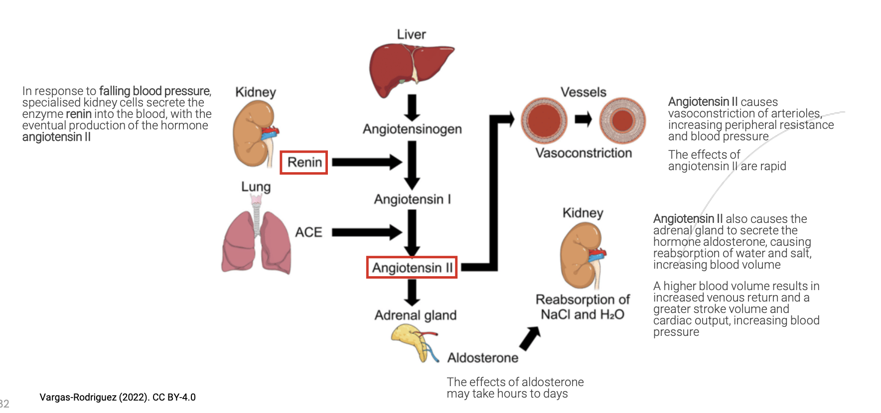 <p>Function:</p><ul><li><p>Control blood volume</p></li><li><p>Control degree of arteriole vasoconstriction</p><ol><li><p>Decreased blood pressure sensed</p></li><li><p>Renin is produced</p></li><li><p>Renin production gives rise to angiostenin II, which is a chemical that causes blood vessels to constrict (rapid reaction)</p></li><li><p>Angiostenin II also causes the release of aldosterone from the cortex of the adrenal gland</p></li><li><p>Aldosterone causes kidneys to reabsorble water and NaCl, increasing blood volume. This takes hours to days to come into effect.</p></li></ol></li></ul><p></p>