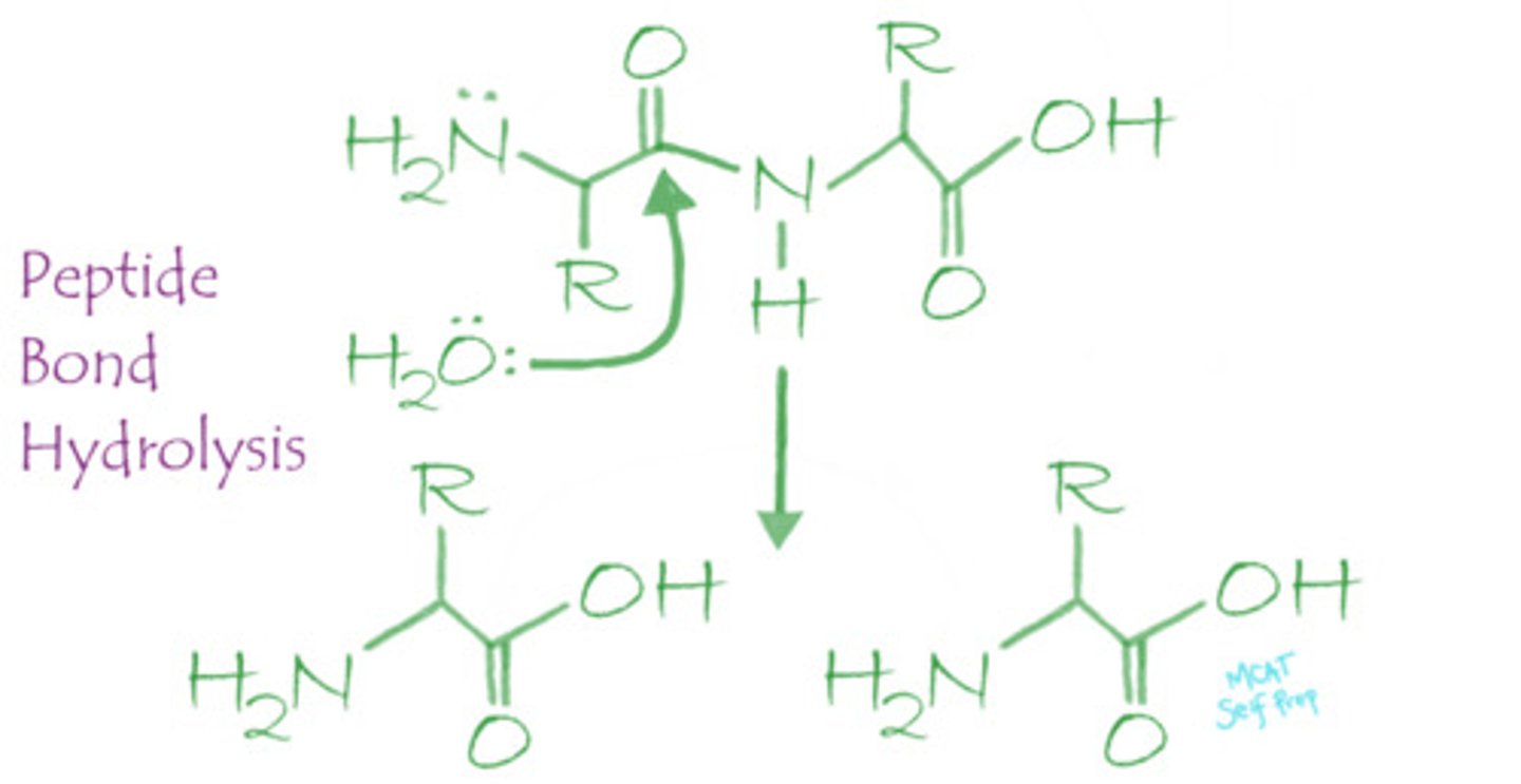 <p>Peptide bonds are broken down via a hydrolysis reaction. Hydrolysis uses water as a reactant to break peptide bonds with the help of either strong acids or proteolytic enzymes (proteases).</p>