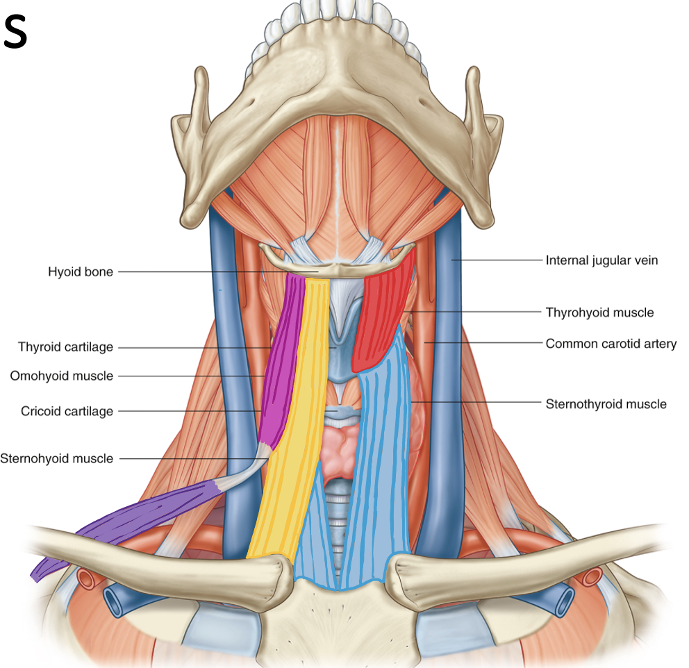 <p>Action and innervation of Thyrohyoid Muscle</p>