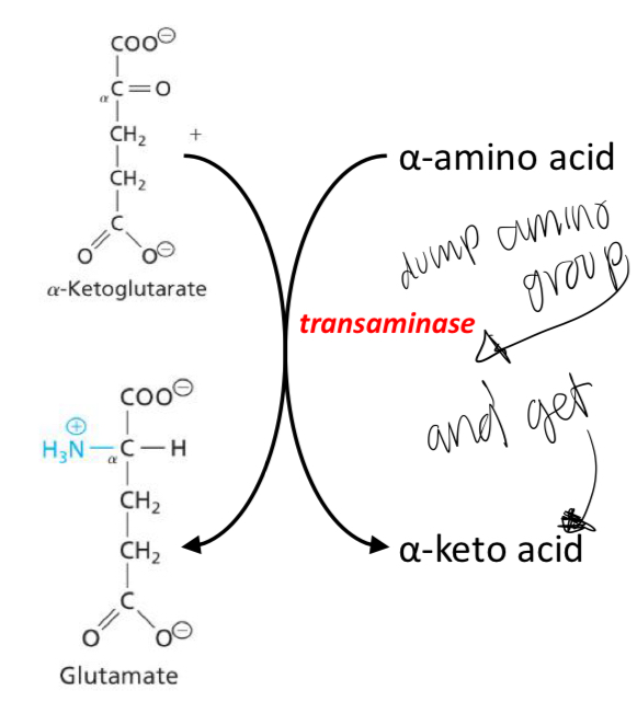<p>Transfer amino groups from amino acids to α-ketoglutarate forming a pool of glutamate.</p>