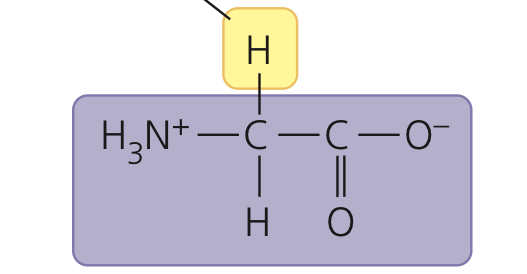 <p>Glycine</p>