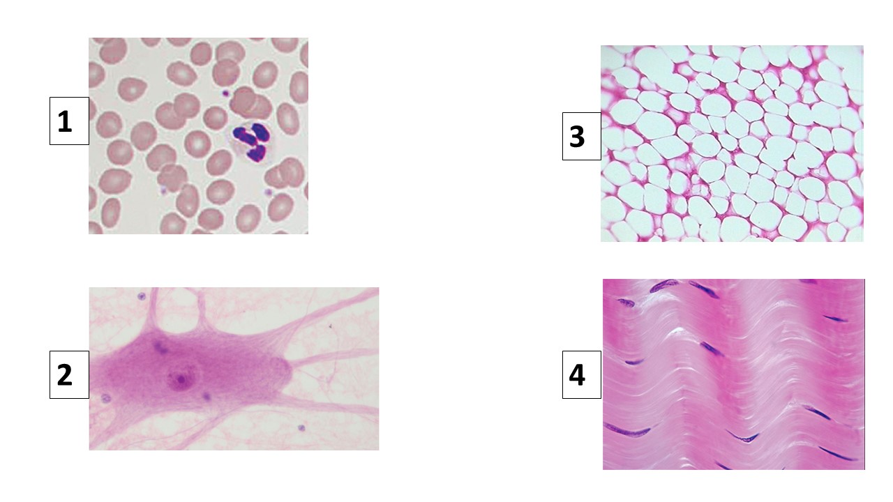 <p>Identify tissue #4</p>