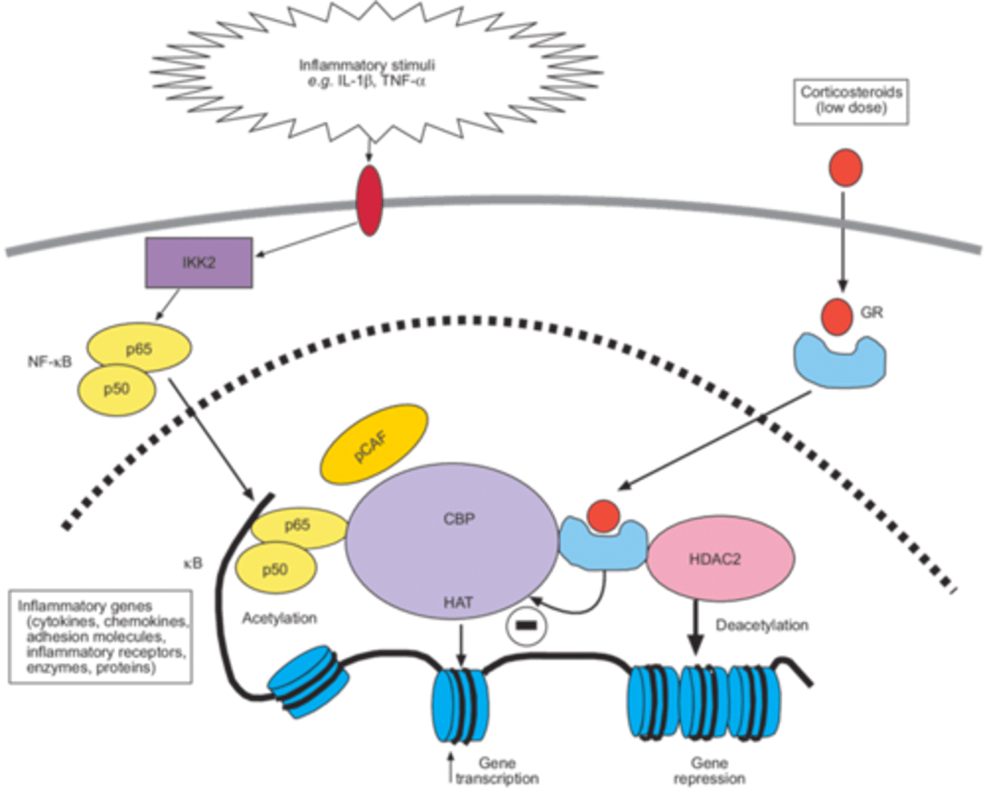 <p>Cigarette smoke decreases glucocorticoid receptor binding. Therefore, there is:</p><p>- Increased activity of HAT (histone acetyltransferase): so more transcription e.g. of inflammatory genes</p><p>- Decreased effect of HDAC (histone de-acetylases) so there is decreased suppression of transcription of inflammatory genes.</p>