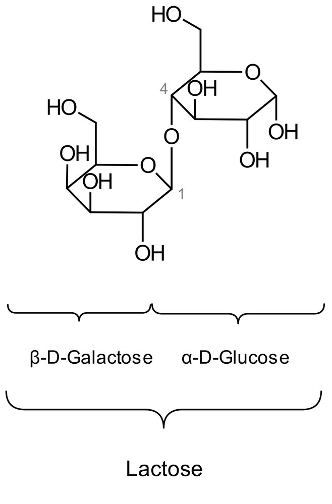 <p>C. 1 mol glucose and 1 mol galactose</p>