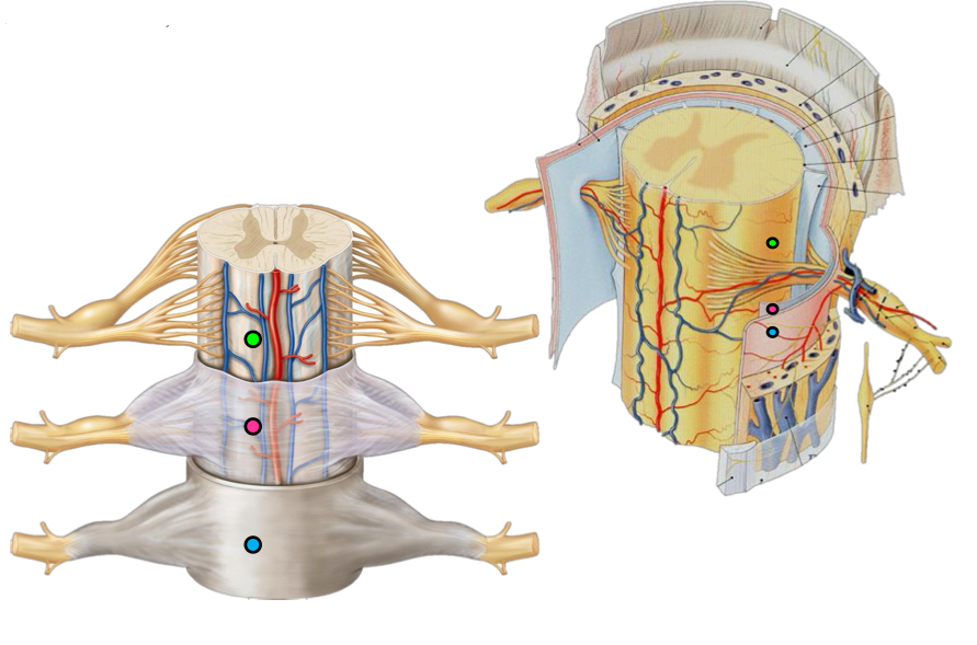 <p>What is the pink dot </p>