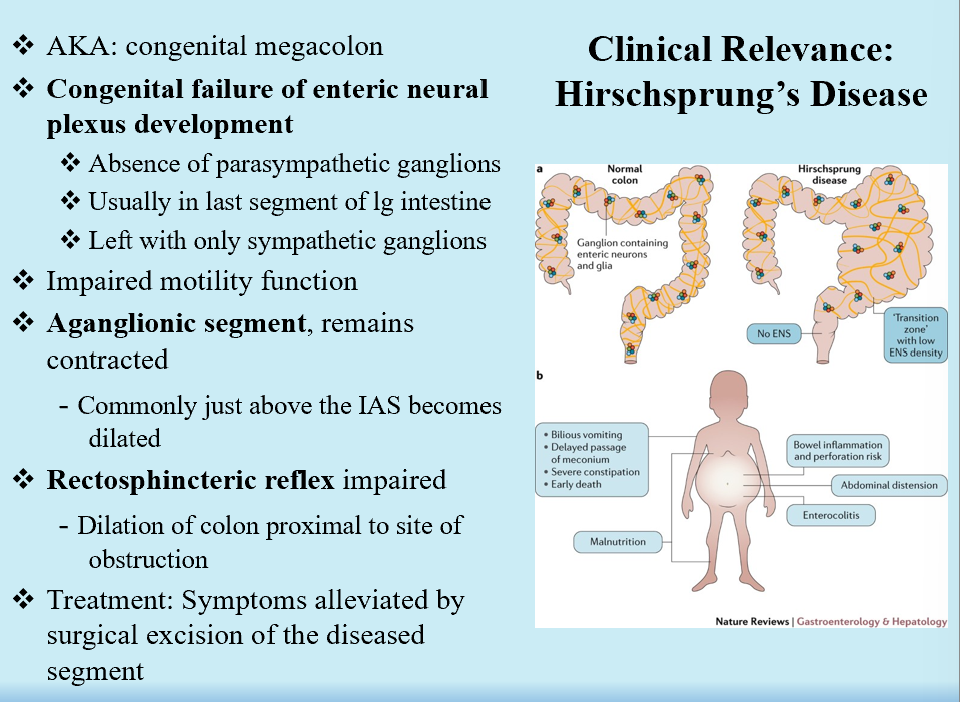 <ul><li><p>Congenital megacolon</p></li><li><p>Congenital failure of ENS development</p><ul><li><p>No PNS ganglion</p></li></ul></li><li><p>Aganglionic segment stays <strong>contracted</strong></p></li><li><p>Rectosphincteric reflex is non-functional</p><ul><li><p>Colon proximal to obstruction is inflated!</p></li></ul></li></ul><p></p>