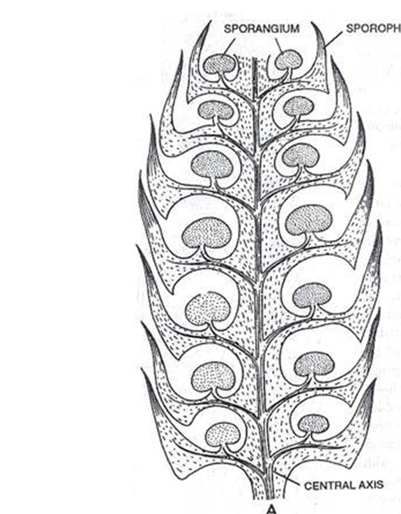 <p>1) sporangia </p><p>2) leaves clustered on the branch tips</p><p>in summary, the cones have sporophylls (microphylls w sporangia)</p>