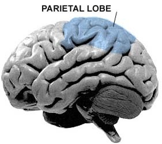 <p>The portion of the cerebral cortex lying at the top of the head and toward the rear; includes the sensory cortex. Receives sensory input for touch and body position.</p>