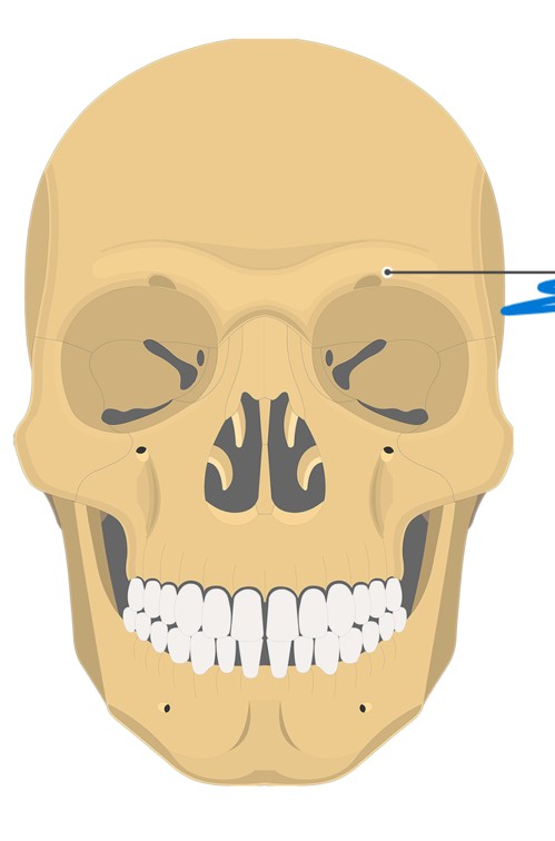 <p>What part of the skull is this?</p>