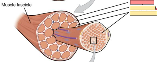 <p>connective tissue that <strong>surrounds each bundle of muscle fibers</strong></p>
