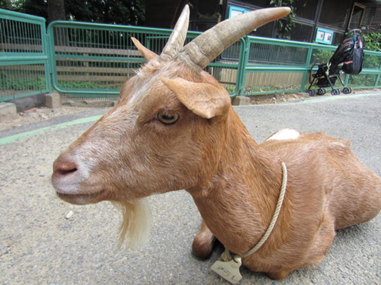 <p>やぎ</p>