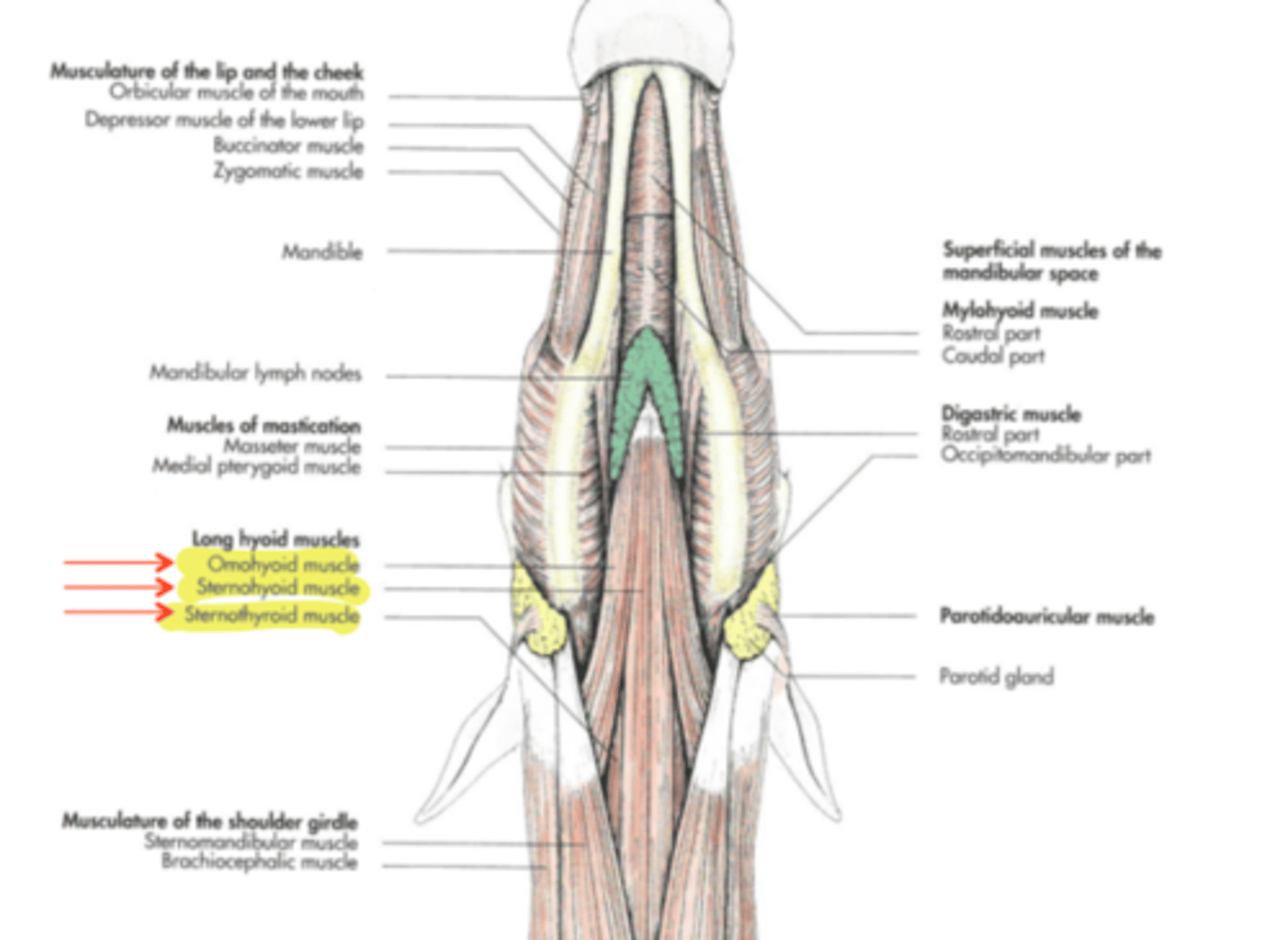 <p><span class="bgP">Innervate :</span>   hyoid bone</p><p><span class="bgP">origin : </span> subscapular fossa</p>