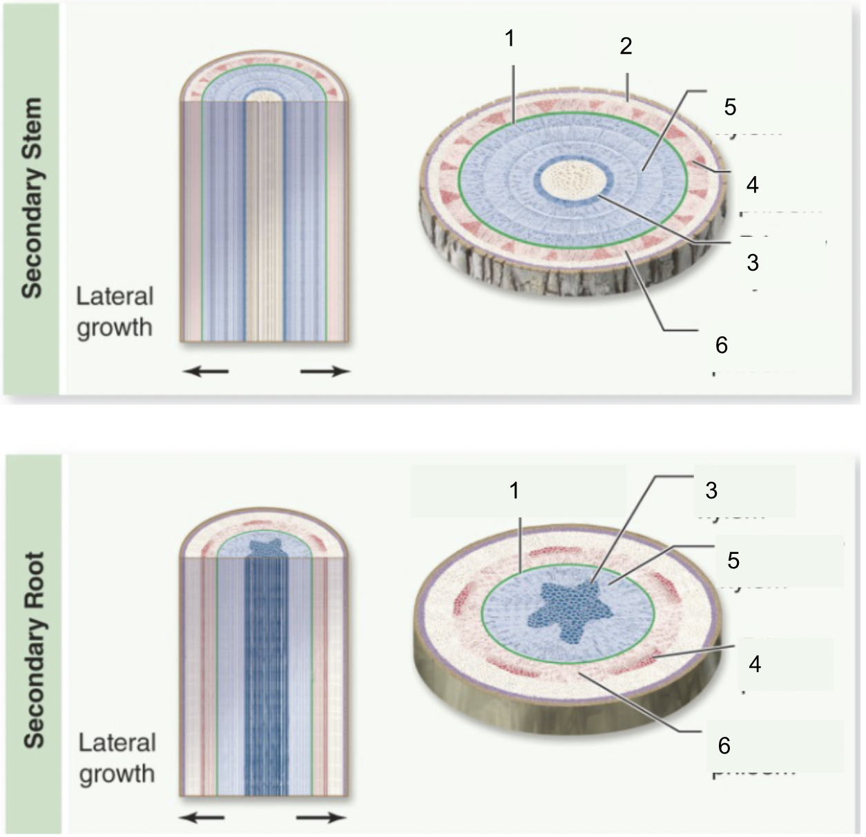 5; formed by the vascular cambium, a lateral meristem; wood consists of an accumulation of this