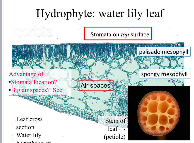 <p>Hydrophyte Leaves</p>