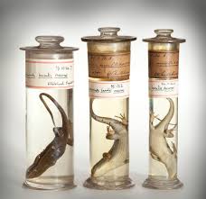 <p>What does it mean for items to be<strong> preserved?</strong></p>