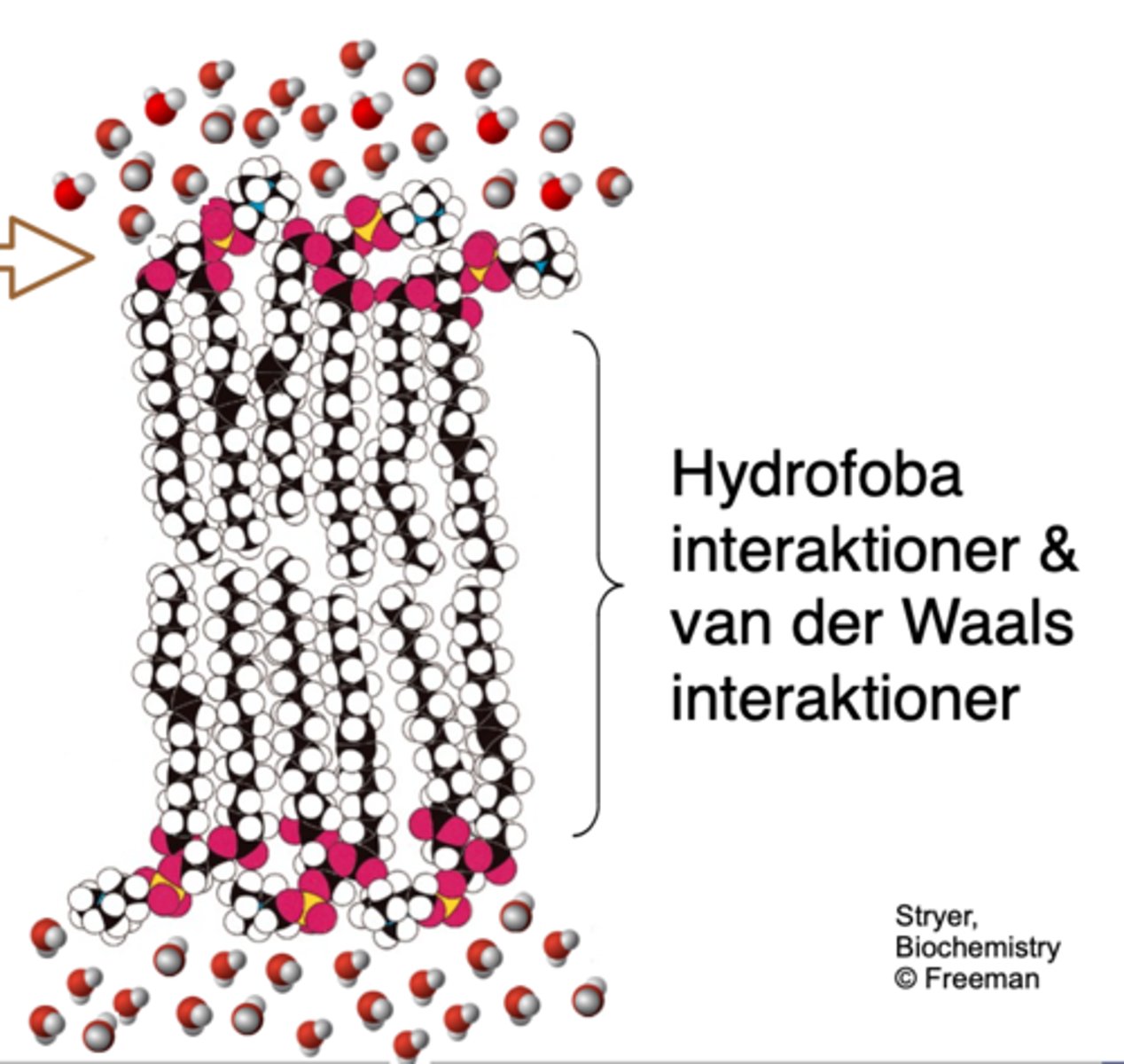 <p>- Hydrofoba molekyler tvingas samman pga repulsion av vatten</p><p>- Det är energimässigt fördelaktigt om vatten väte-binder med vatten och hydrofoba grupper Van Der Waals-binder till varandra.</p>