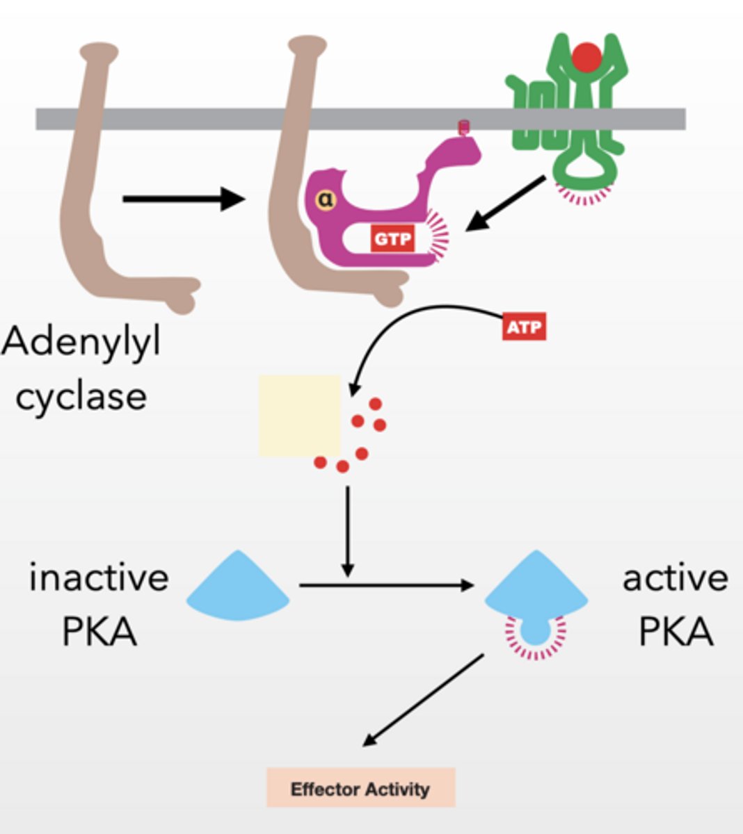 <p>You drink caffeine?</p><p>Caffeine inhibits the PDE that degrades cAMP to AMP</p><p>PKA remains active for a longer period of time</p><p>More effector activity</p><p>cholera bacteria invade the body and produce cholera toxin?</p><p>Toxin causes a constitutively active alpha subunit</p><p>Adenylyl cyclase stays active for a longer period of time making more cAMP</p><p>PKA stays active for a longer = increased effector activity</p><p>activate a Gi subunit of g-protein that inhibits adenylyl cyclase. </p><p>Adenylyl cyclase is prevented from activating </p><p>all downstream processes slow or stop</p><p>GS ACTIVATES , GI inhibits</p>