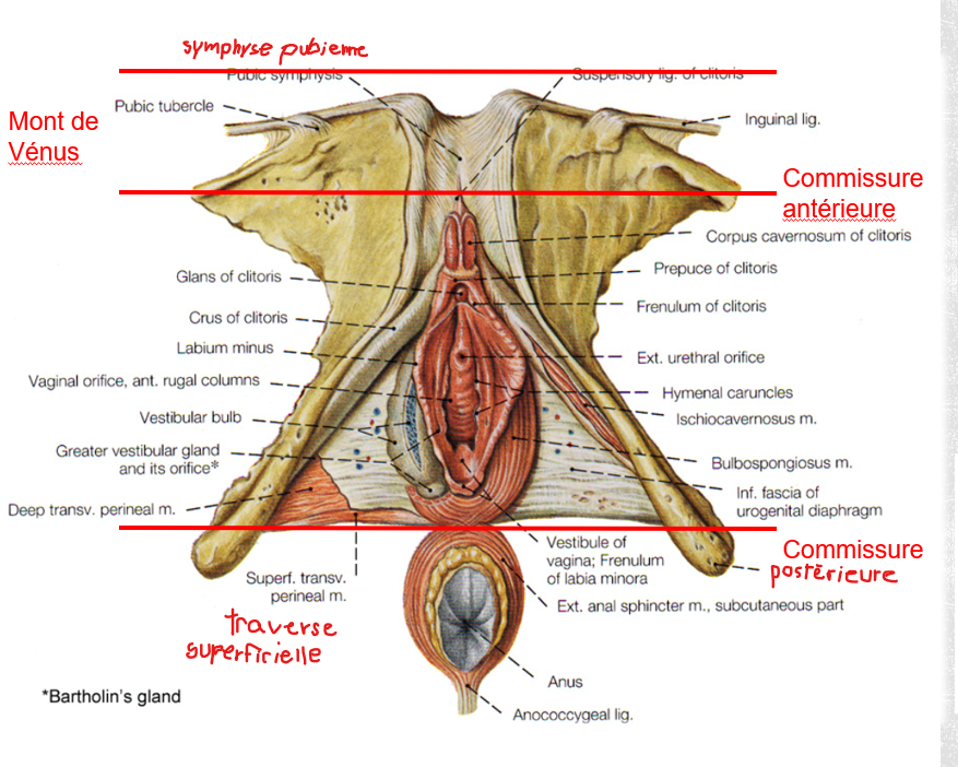 <p>Muscle reliant tous les muscles de la structure.</p>