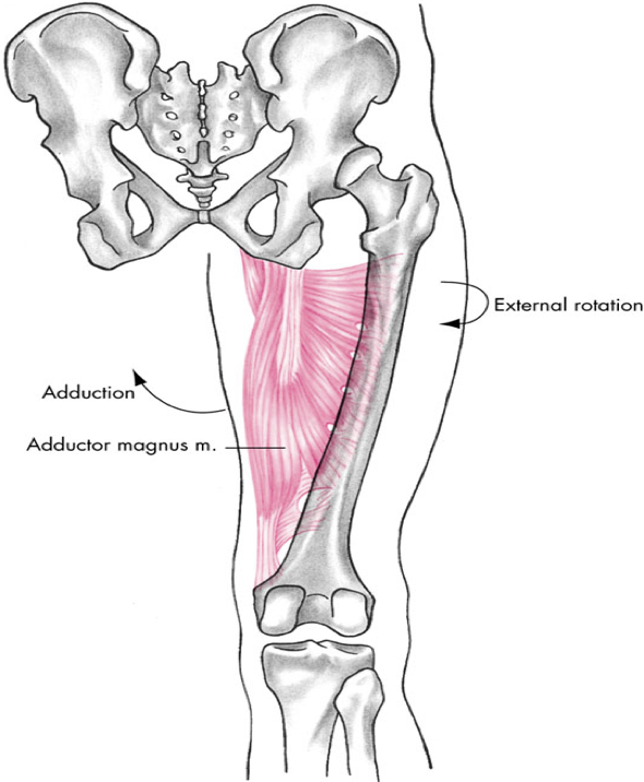 <p>medial compartment</p>