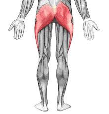<p>Extends thigh (butt)</p>