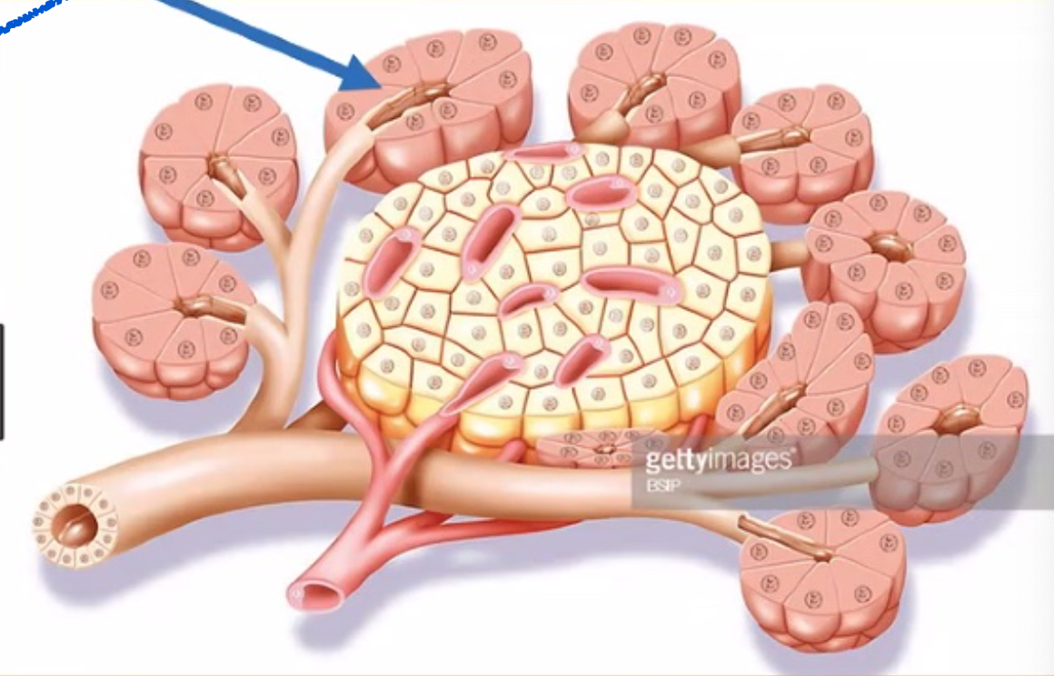 <p>Anici = outer bundles of cells</p><p>Exocrine produ</p><p>cts drain through ducts —> Pancreatic duct —> Duodenum</p><p>Secretion = Bicarbonate + Dig Proenzymes</p>