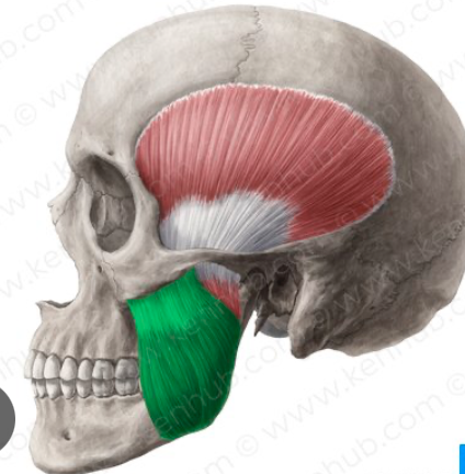 <p>Origin: Zygomatic arch</p><p>Insertion: Angle + ramus of mandible</p><p>Action: Prime mover of jaw elevation.</p>