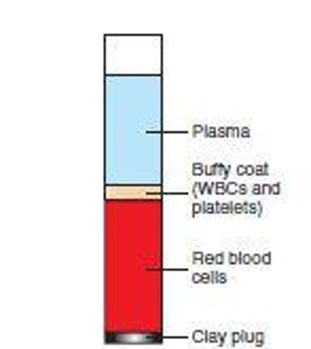 <p>WBCs and platelets.</p>