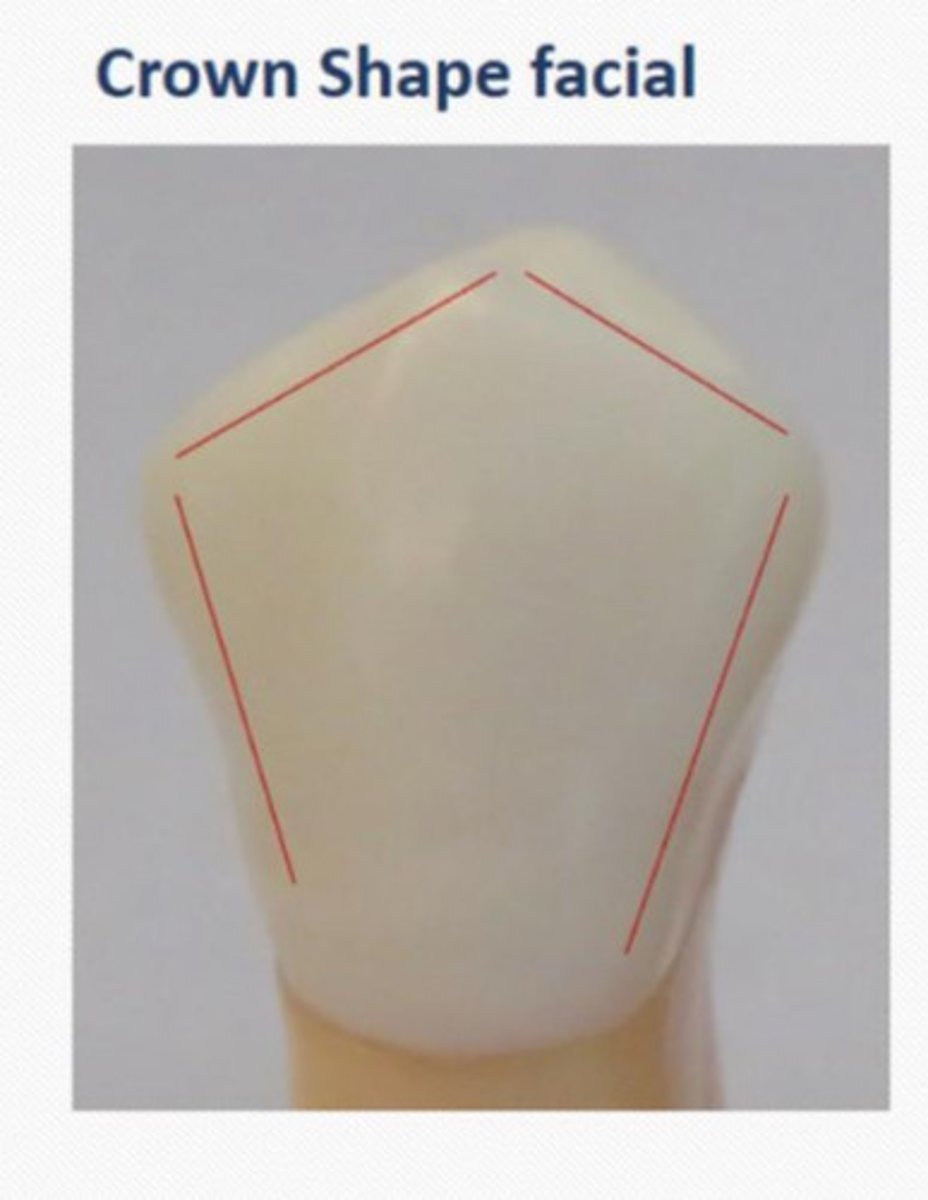 <p>Facially All premolars have a _ shape</p>