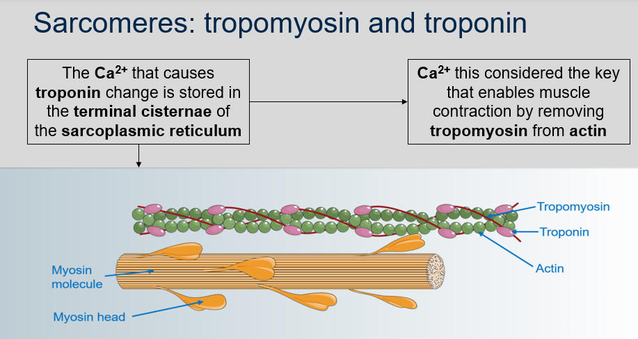 <ol><li><p>The Ca2+ that causes troponin change is stored in the terminal cisternae of the sarcoplasmic reticulum.</p></li><li><p>Ca2+ is considered the key that enables muscle contraction by removing tropomyosin from actin.</p></li></ol>