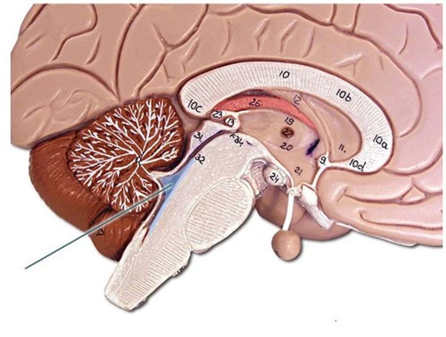 <p>Immediately in front of cerebellum</p>