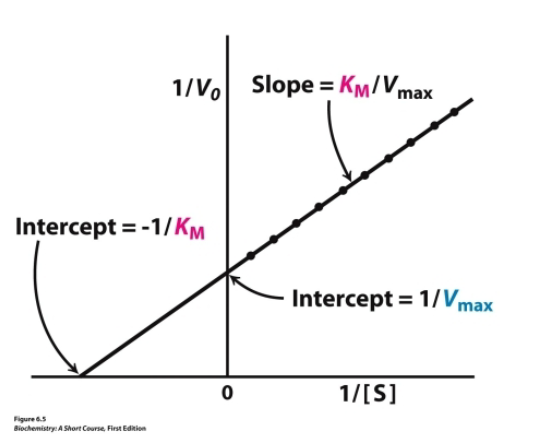 <p>where y intercept is 1/vmax</p>