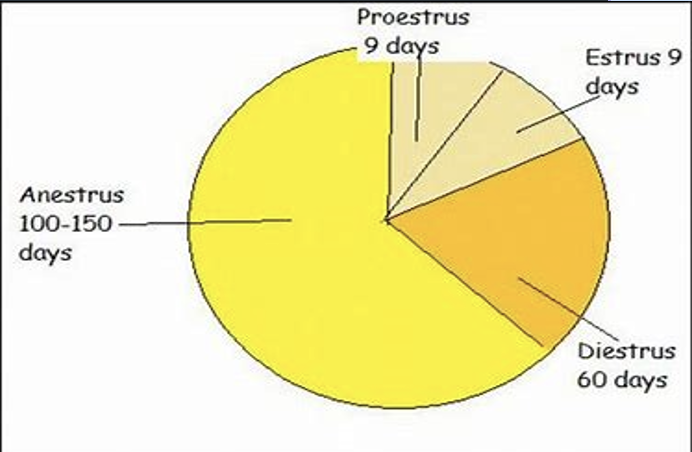 <p>single cycle per year</p><ul><li><p>ex: bears, wolfs, foxes and many dog breeds </p></li><li><p>single cycle → anestrus → single cycle </p></li></ul>
