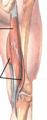 <p>name Top Line; origin/insertion</p>