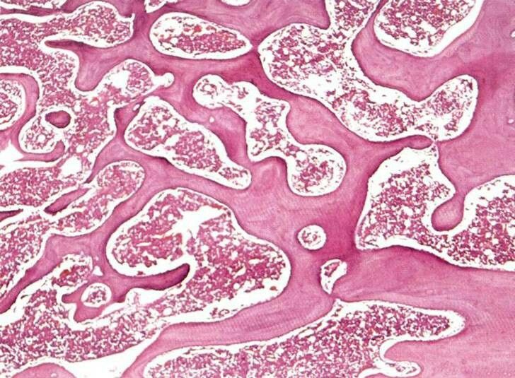 <p>What is the location and function of spongy bone?</p>