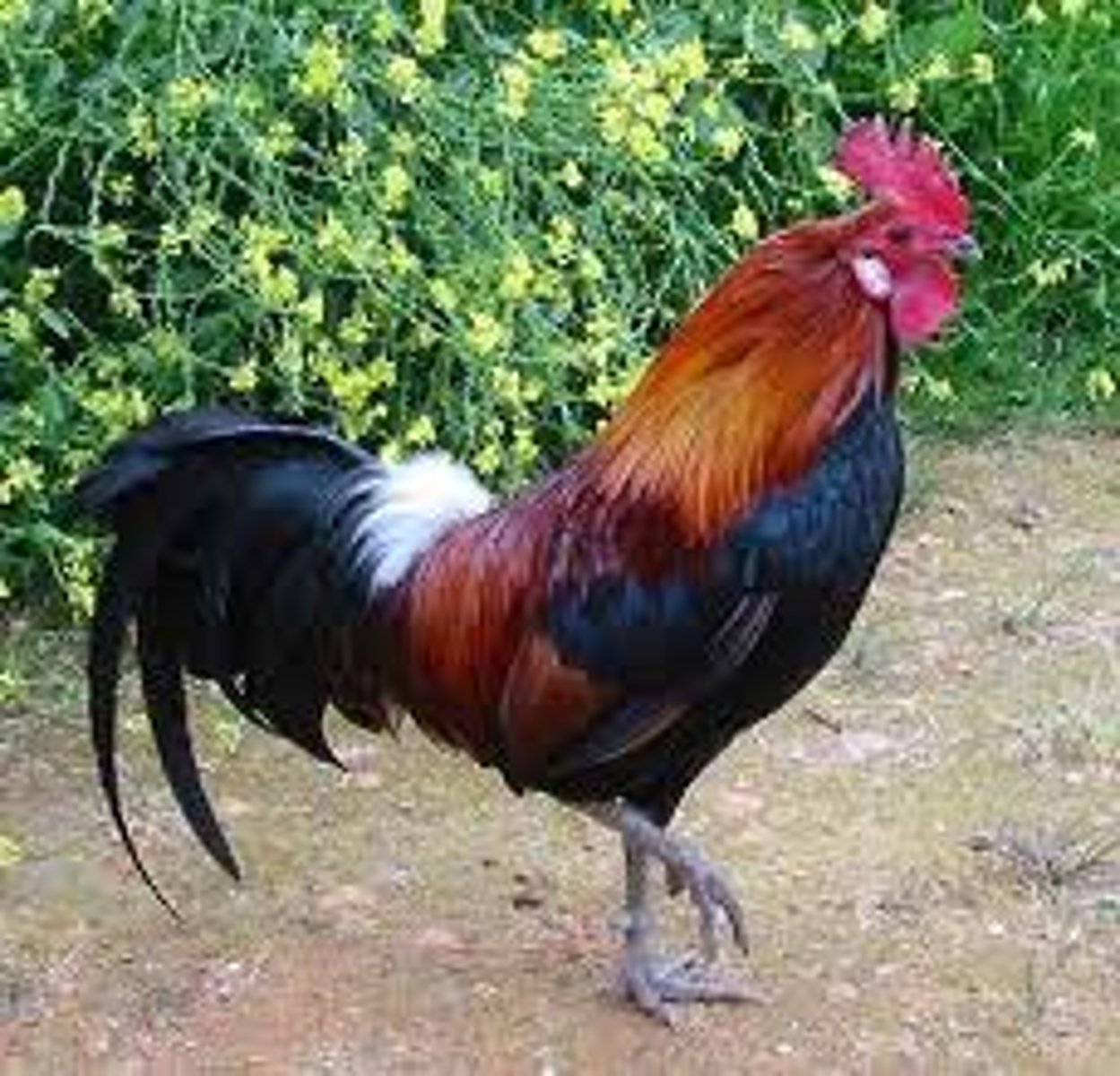 <p>rooster</p>