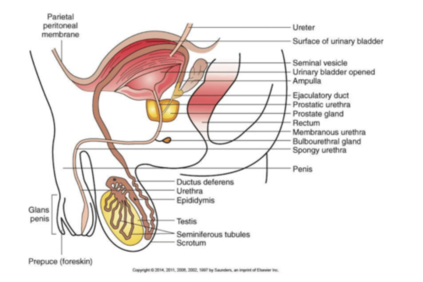 <p>-Testes.</p><p>-Duct system:</p><p>• Epididymis.</p><p>• Ductus deferens.</p><p>• Urethra.</p><p>- Accessory organs:</p><p>• Seminal vesicle.</p><p>• Prostate gland.</p><p>• Bulbourethral gland.</p><p>-External genitalia:</p><p>• Penis.</p><p>• Scrotum.</p>