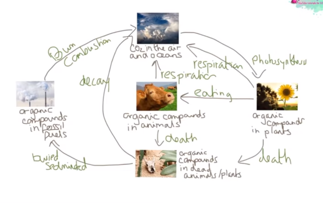 Starts with carbon dioxide in the atmosphere

\
Photosynthesis takes in carbon dioxide from the atmosphere and convert it into biological molecules like glucose.

\
This carbon can do two things; it can either be passed back into the atmosphere via respiration or passed onto animals who eat the plants who then respire to release carbon dioxide.

\
However, when these plants and animals die, these organisms decay by micro-organisms that live in the warm, moist aerobic conditions of the soil. This will break them into smaller pieces until all the carbon has been released as carbon dioxide during microbial respiration.

\
However, if the dead organisms avoid being decayed like this and are instead decayed in anaerobic conditions (NO OXYGEN)  then they may slowly be converted into fossil fuels like oil, natural gas or coal.

\
 These fossil fuels are then burned by humans which release carbon dioxide (Combustion)