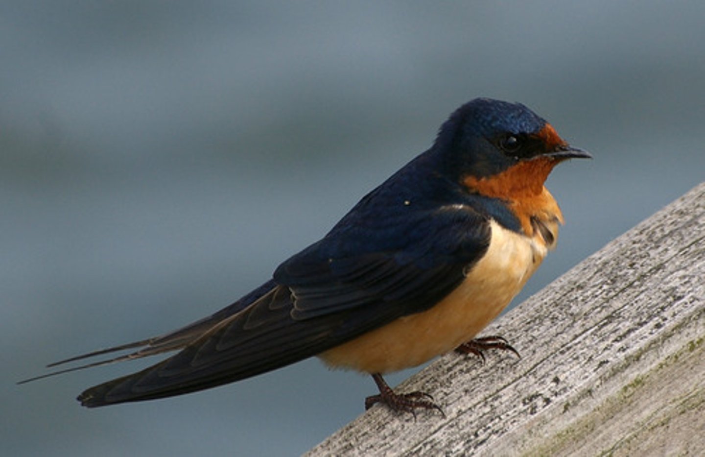 <p>Passeriformes</p><p>orange underside, blue-black above, dark around its eye</p><p>they look dark while flying</p>
