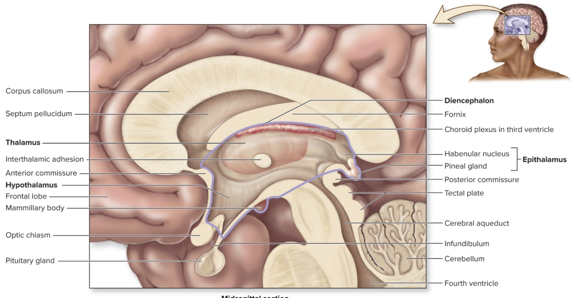 <p>Thalamus</p>