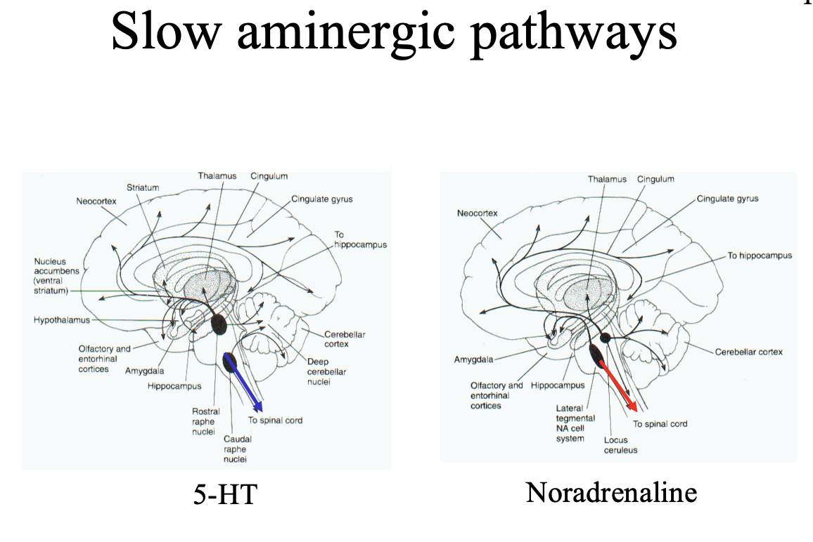 <ol><li><p><strong>Predominantly→ Aminergic</strong></p><ul><li><p>5-HT from Raphe nucleus</p></li><li><p>NA from locus coeruleus</p></li></ul></li><li><p><strong>Some use neuro peptides:</strong></p><ul><li><p>Substance P</p></li><li><p>galanin</p></li><li><p>thyrotophin-releasing hormone</p></li><li><p>NA</p></li><li><p>neuropeptide Y</p></li></ul></li></ol><p></p>