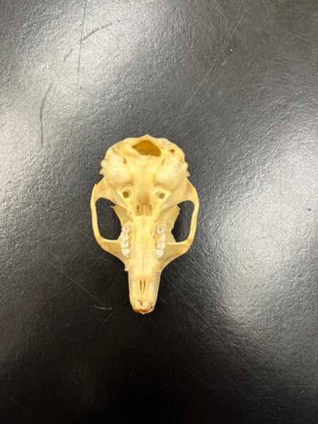 <p>- 3rd largest squirrel skull</p><p>- size of entire pinky</p><p>- 5 teeth w/ an anterior peg tooth</p>