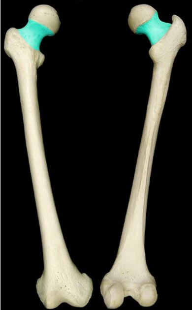 <p>narrow structure just inferior to the head of the femur</p>