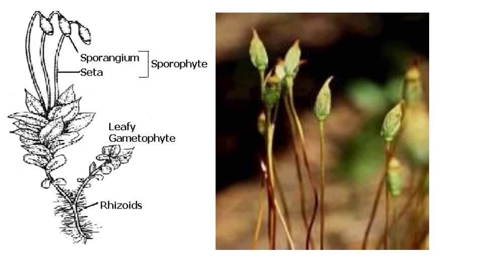 <p>Sporophyte anatomy</p>