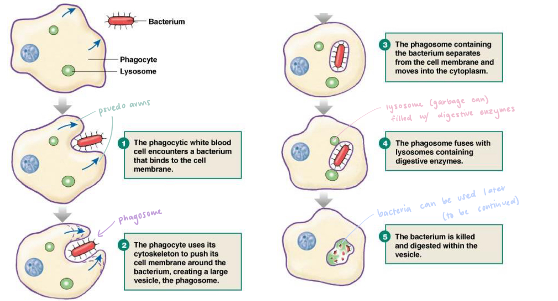 <ul><li><p>“Cell eating” where cell engulfs bacterium or large particles into a phagosome (large vesicle) using </p></li><li><p>Works by cell forming pseudo-arms around bacterium/large particle and bringing it entirely into cell to be contained in phagosome then killed by lysosomes digestive enzymes </p></li></ul><p></p>