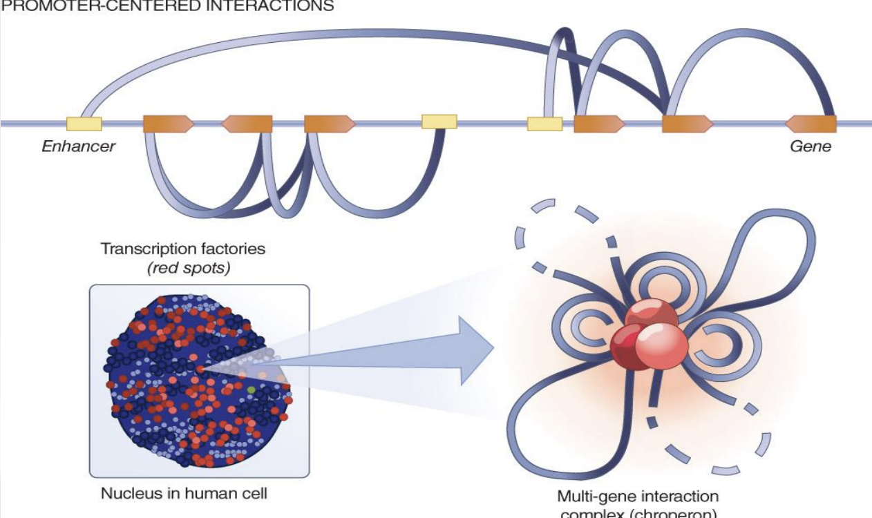 <p>Higher-order chromatin interactions synergistically promote transcription of clustered genes. These interactions indicate a topological, combinatorial mechanism of transcription regulation</p>