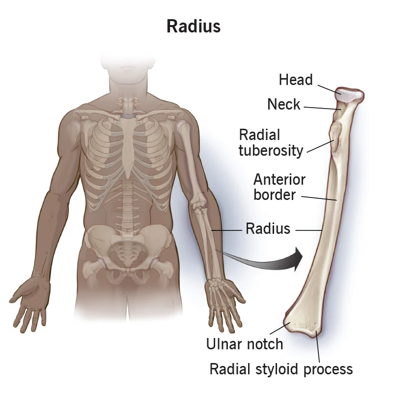 <p>connects to the thumb (lateral)</p><p>parts:</p><ul><li><p>head</p></li><li><p>styloid process- found on the lateral surface of the distal radius bone</p></li></ul>