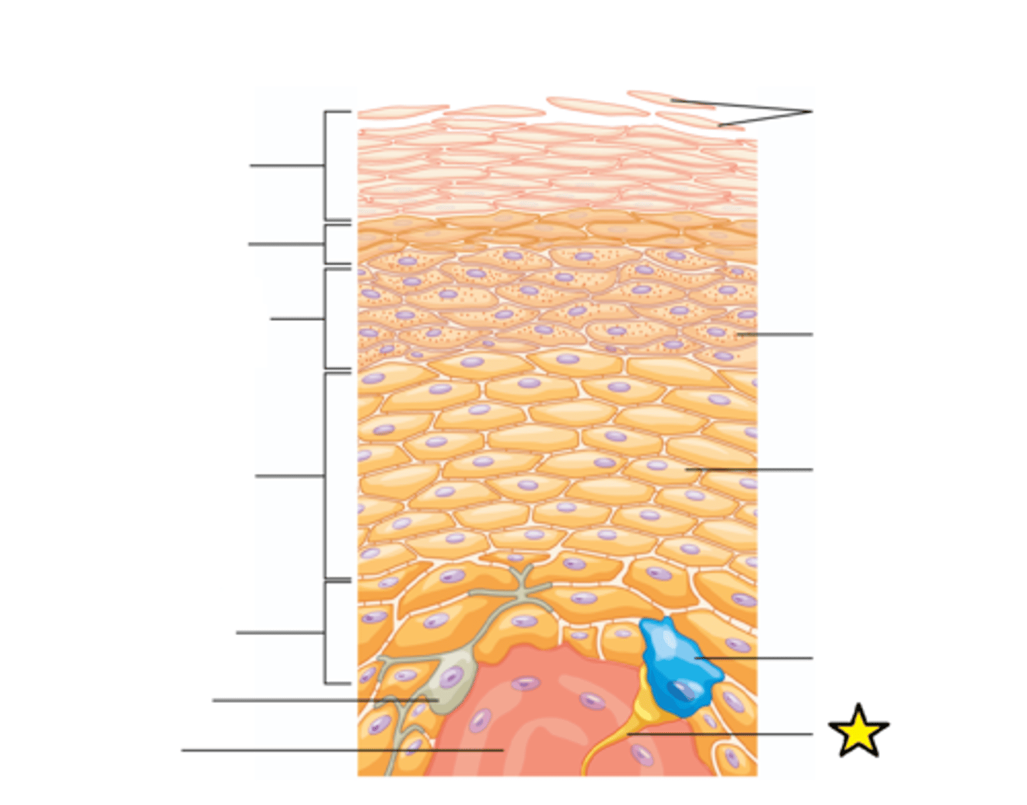<p>A neuron that picks up stimuli from the environment and sends a nerve impulse toward the brain (senses stimuli).</p>