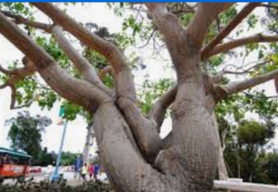 <p>Coral tree</p>